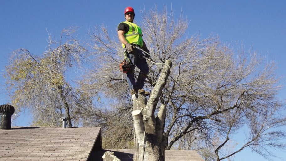 tree service Chilliwack