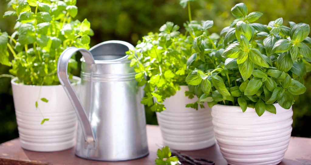The best herbs to grow in zone 10 Home Garden Share